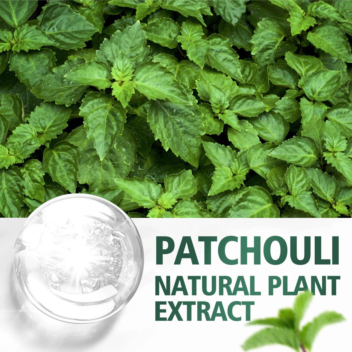 Patchouli Essential Oil | Hydrating & Moisturizing, Skin & Body Care, Natural Fragrance & Perfume | 100ml / 60ml / 30ml
